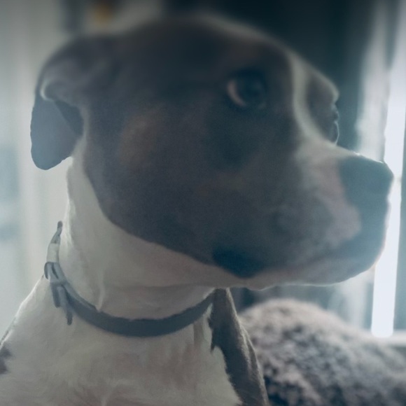 Meet your Posher, M - Picture 2 of 3